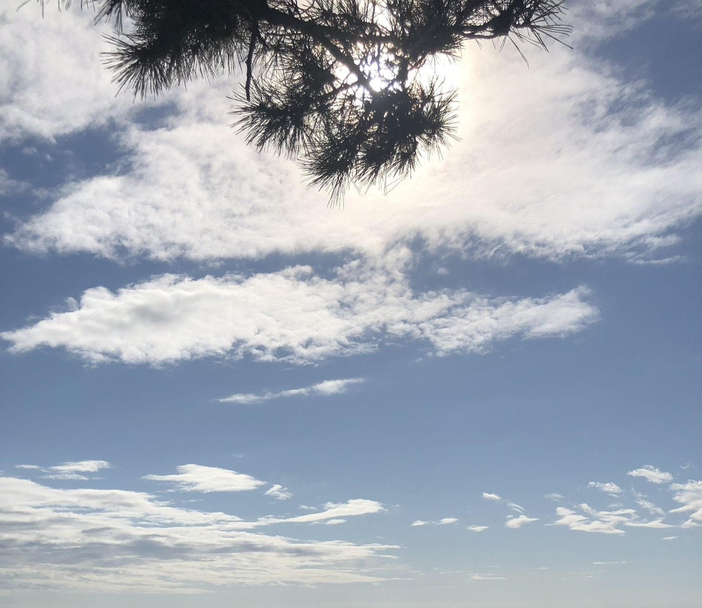 松の枝ごしに見上げた、光の差す空